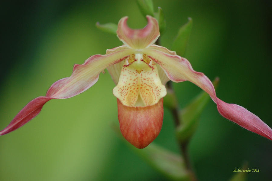 Phragmipedium Orchid Photograph by Susan Stevens Crosby