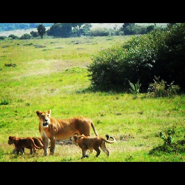 Summer Photograph - Pic Of Our Awesome #lioness Sighting by Joanna Dowdell