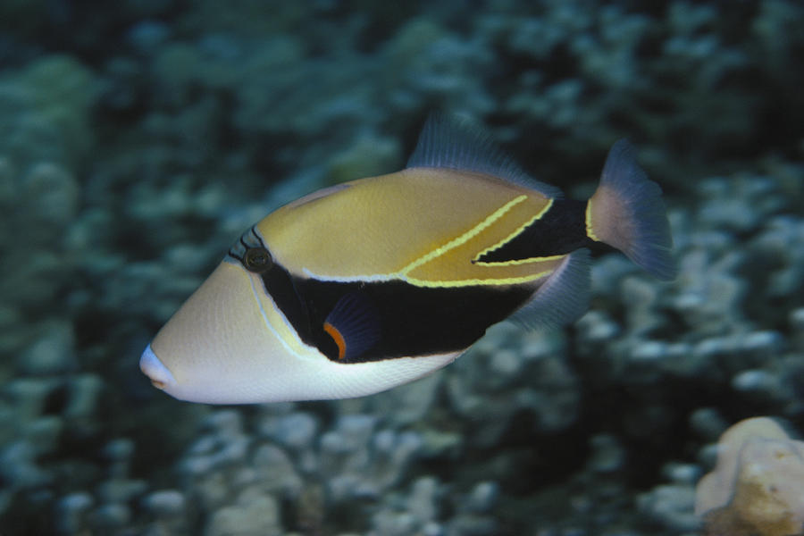 Picasso Triggerfish by Dave Fleetham - Printscapes