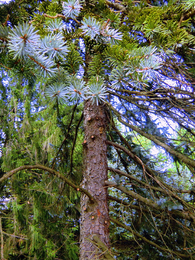 Tree Photograph - Picea Pungens Hoopsii Blue Spruce by Mindy Newman