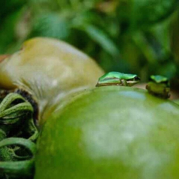 Tomato Photograph - #picframe #small #frog #tiny #tomato by Nina Joy
