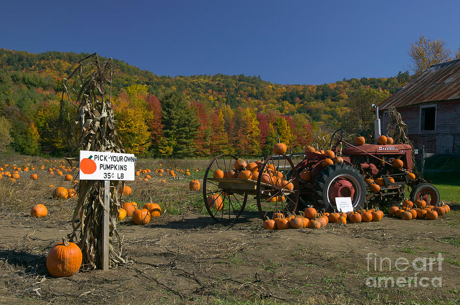 Pick Your Own Pumpkins Photograph by Clarence Holmes