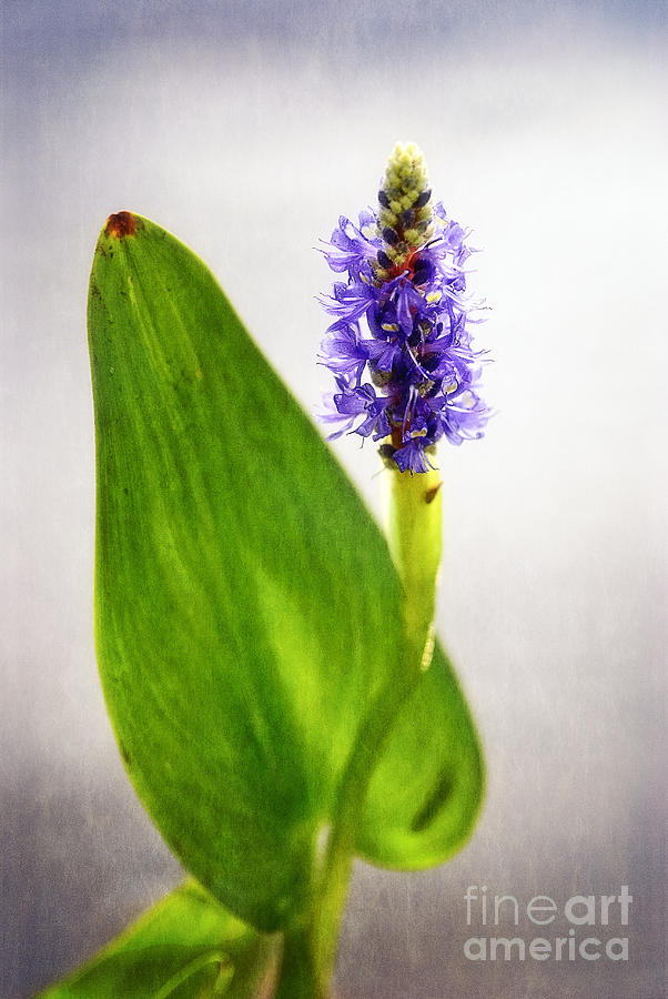 PICKEREL BLUE Pontederia cordata Photograph by Charles Dobbs