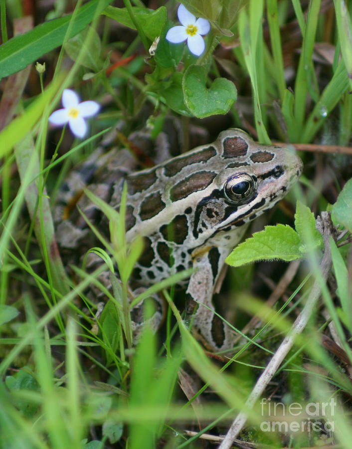 Pickerel Frog Photograph by Smilin Eyes Treasures