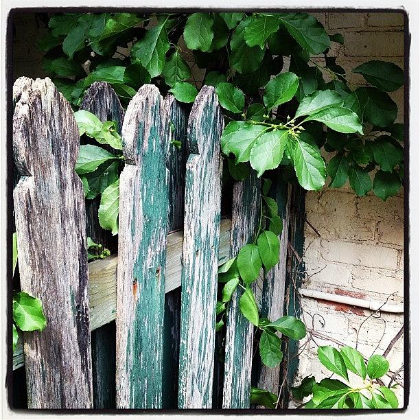 Vintage Photograph - #picketfence #fence #wood #wooden by IKON Pennie
