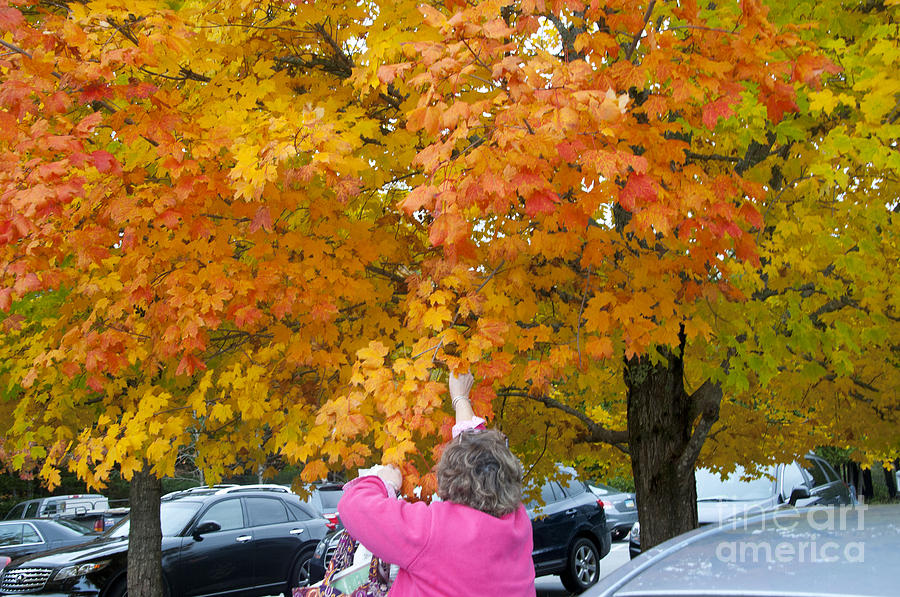 Autumn Leaves Photograph - Picking Autumn Leaves 3982 by Charles Ridgway Autumn Leaves Photograph - Picking Autumn Leaves 3982 by Charles Ridgway