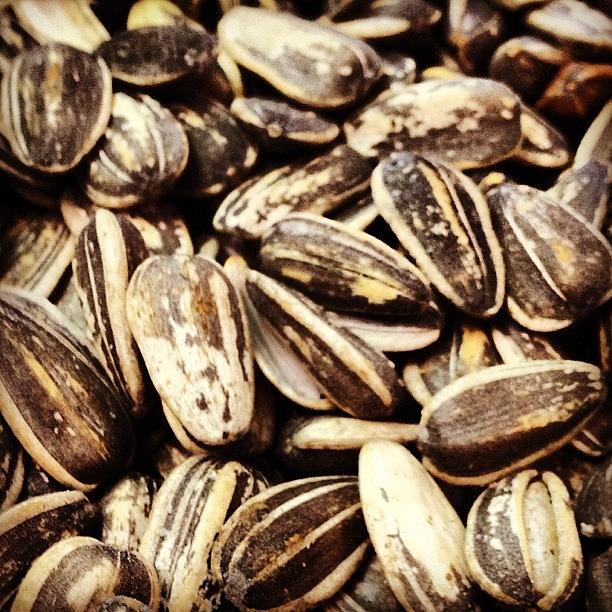 Pickle-flavoured Sunflower Seeds! Photograph by Danielle McComb