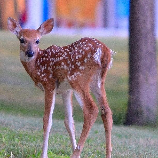 Wildlife Photograph - #pickoftheday #fawn #deer #wildlife by Vickie ODell