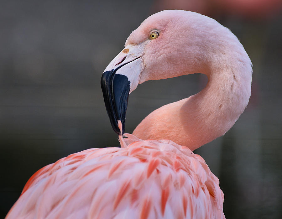 finicky flamingo