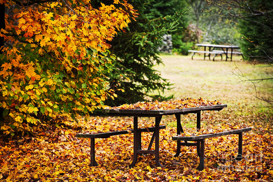 Picnic Table With Autumn Leaves Photograph by Elena Elisseeva