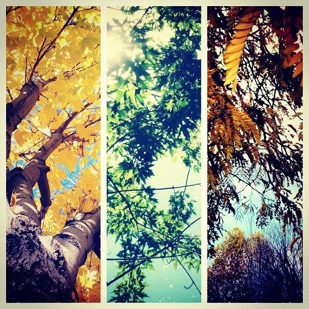 Nature Photograph - #picstitch #idaho #trees #collage by Cassidy Taylor