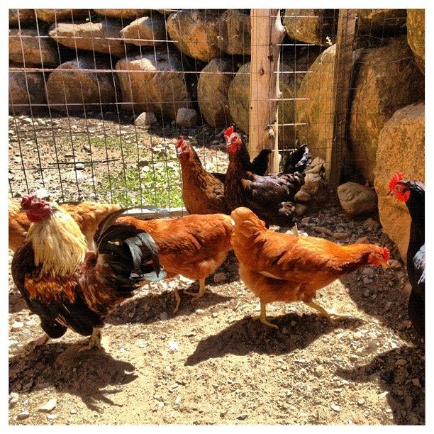 Chicken Photograph - #picstitch by Marie Constant