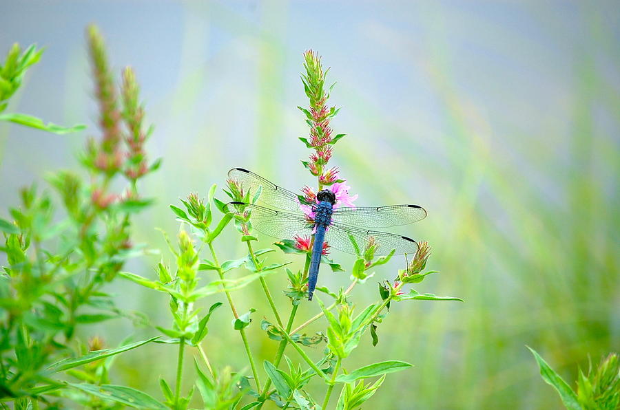Picture Perfect Skimmer Dragonfly Photograph by Mary McAvoy