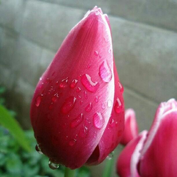 Flower Photograph - Picture Unedited
#flowers #tulips by Erica Mason
