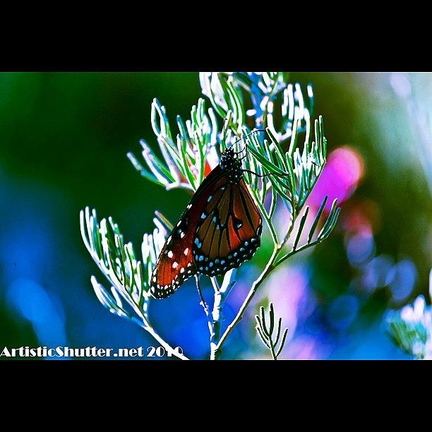 Butterfly Photograph - #pictures #butterfly #ig #instagram by Artistic Shutter