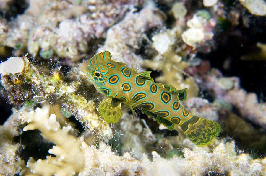 Fish Photograph - Picturesque Dragonet by Matthew Oldfield
