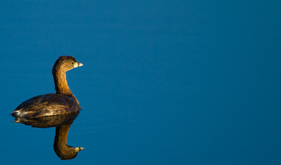 Space Photograph - Pied-billed Grebe contemplating its future by Andres Leon
