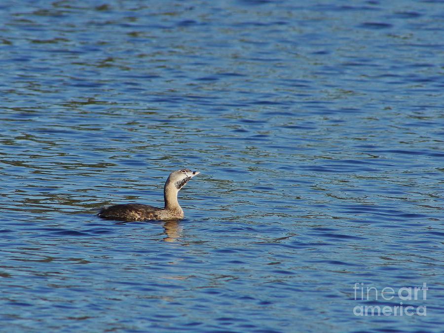 Nature Photograph - Pied-Billed Grebe Looks Up by Lynda Dawson-Youngclaus