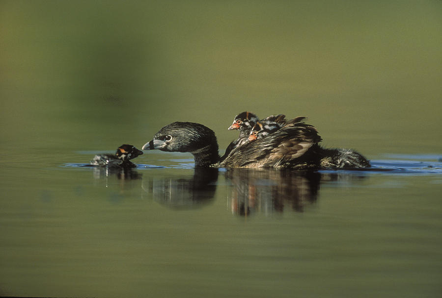 Pied Billed Grebe Parent With Two Photograph by Tim Fitzharris