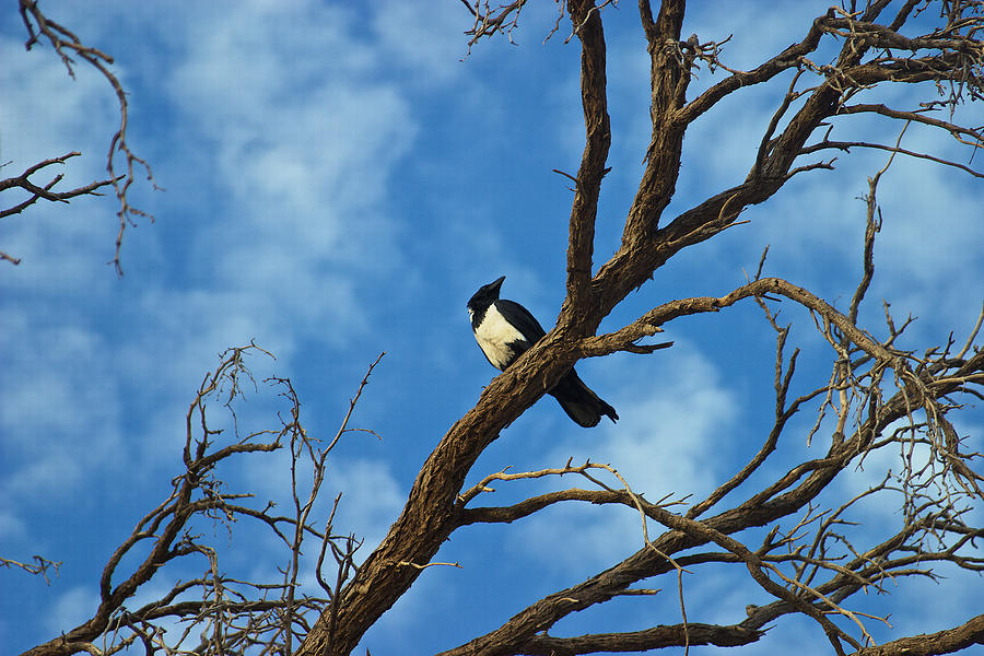 Pied Crow Namibia Photograph by David Kleinsasser
