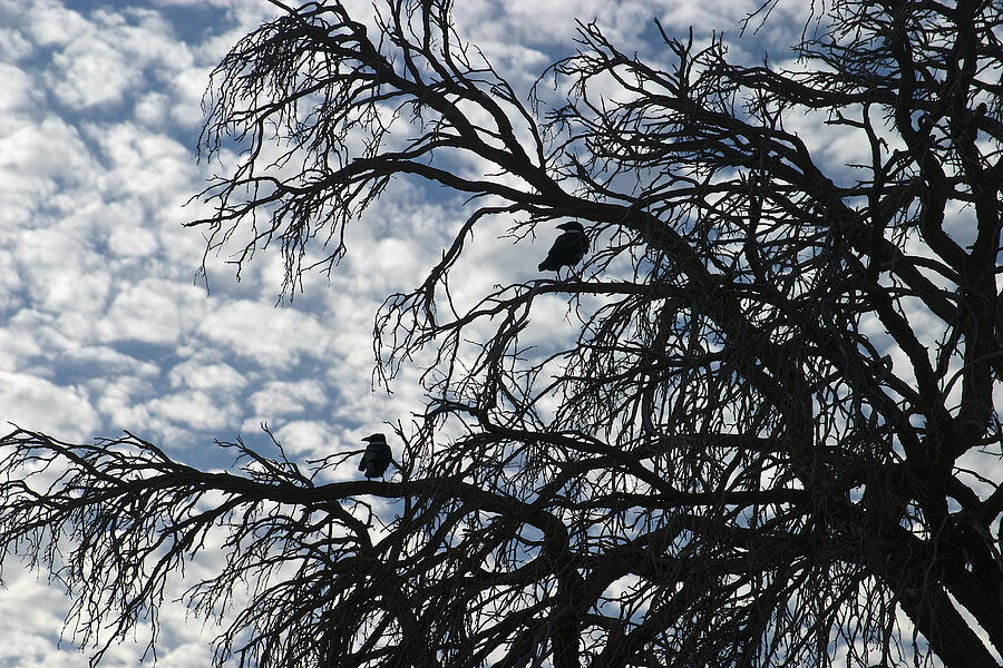 Pied Crows Namibia Photograph by David Kleinsasser
