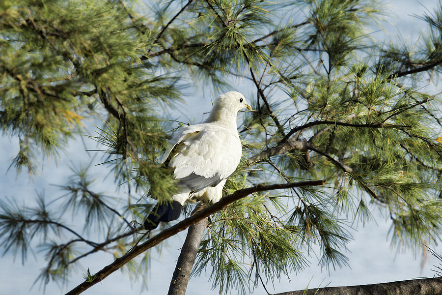 Pied Imperial Pigeon V2 Photograph by Douglas Barnard