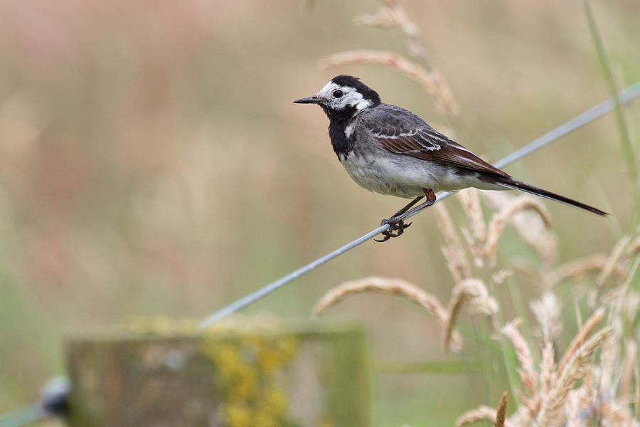 Pied Wagtail Photograph by Celine Pollard