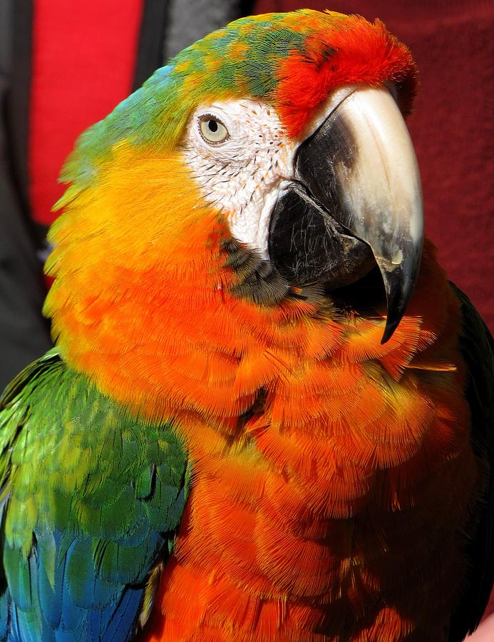 Pietro the Parrot Photograph by Lori Lafargue