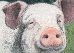 Pig - ACEO Drawing by Ana Tirolese