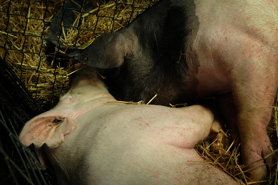 Pig Photograph - Pig Love by Rebecca Sherman