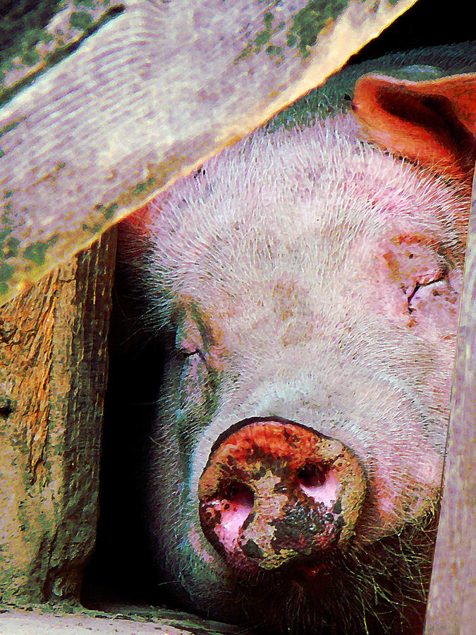 Farm Photograph - Pig Sleeping by Susan Savad