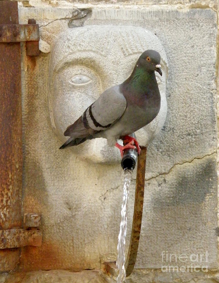 Pigeon at Fountain Face Photograph by Lainie Wrightson