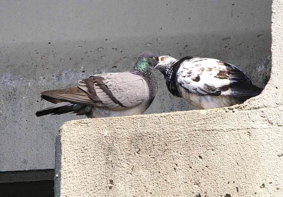 Pigeon Courtship Photograph By Roy Williams Fine Art America