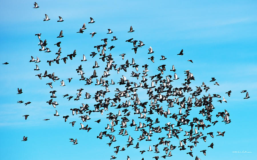 Pigeon Flight Photograph by Ed Peterson