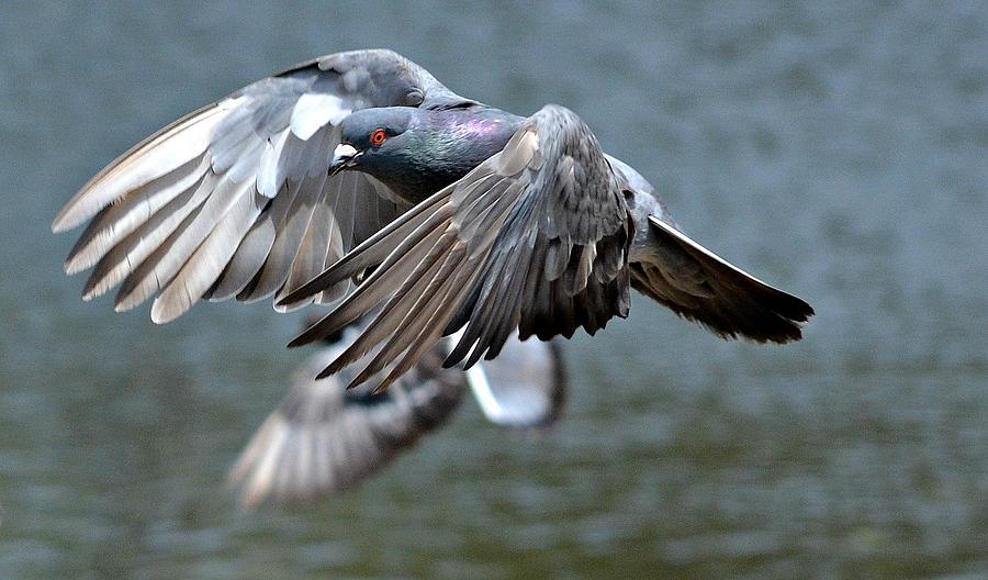 Pigeon Flight Photograph by Fraida Gutovich