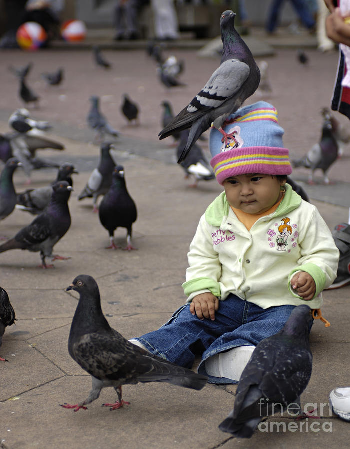 Pigeon Fun Photograph by Bob Christopher