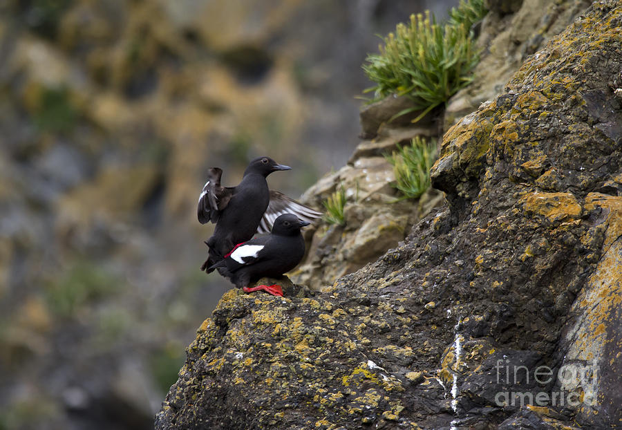 Wildlife Photograph - Pigeon Gillemot Mating by Michael Dawson