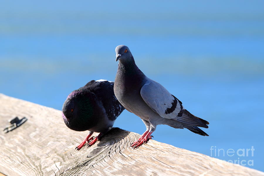 Pigeon Photograph by Henrik Lehnerer