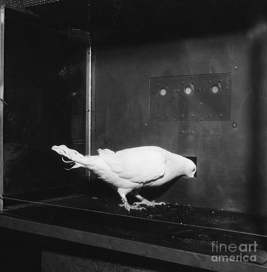 Pigeon In Skinner Box Photograph by Photo Researchers, Inc.