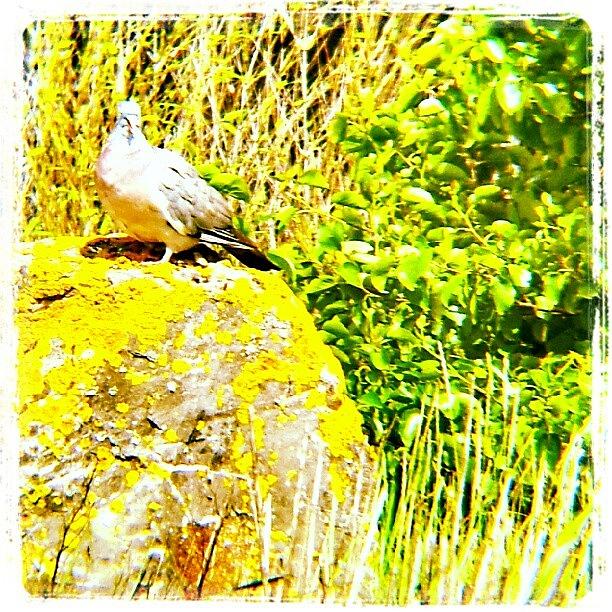 Pigeon Photograph - Pigeon On A Rock #pigeon #bird #rock by Invisible Man