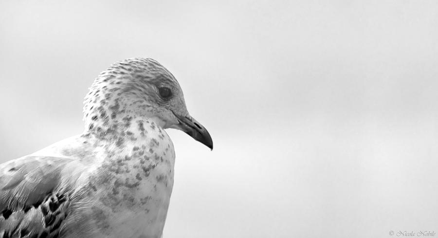 Seagull Pride Photograph by Nicola Nobile