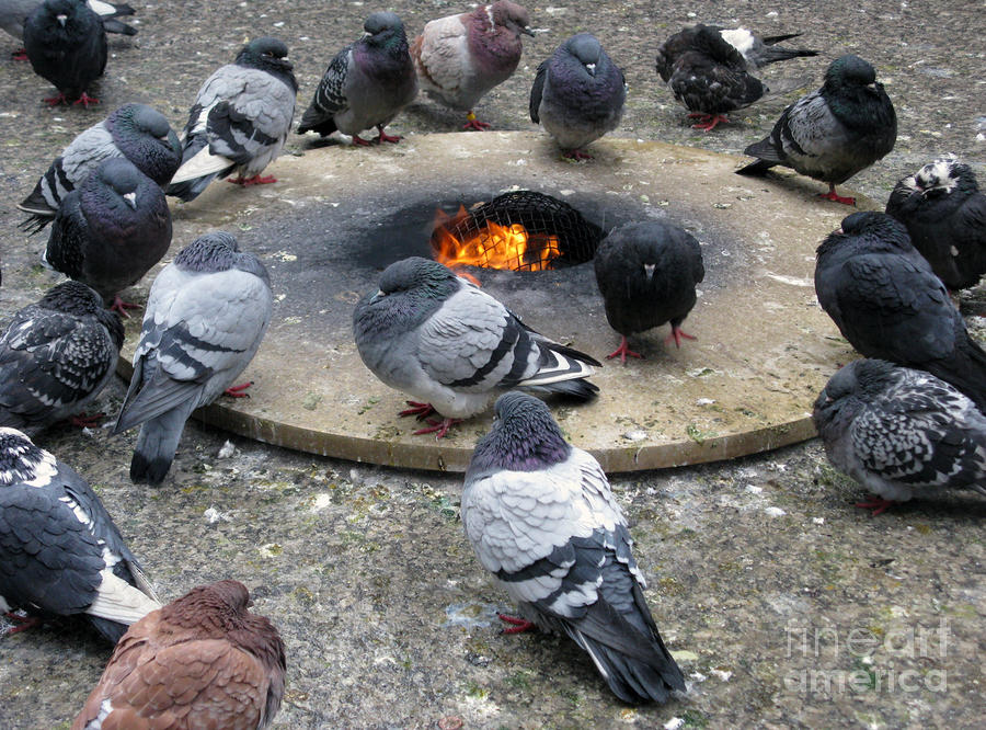 Chicago Photograph - Pigeons Around The Eternal Flame In Chicago by Ausra Huntington nee Paulauskaite