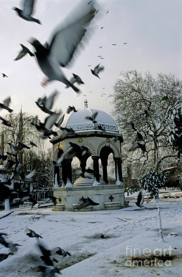 Pigeons flying near a fountain under the snow Photograph by Sami Sarkis