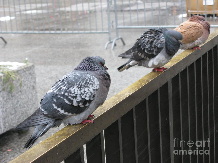 Chicago Photograph - Pigeons in Chicago by Ausra Huntington nee Paulauskaite