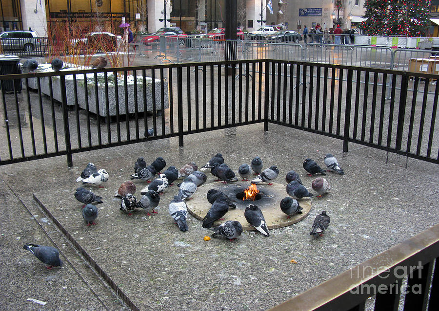 Chicago Photograph - Pigeons In The Civic Center Plaza Chicago by Ausra Huntington nee Paulauskaite