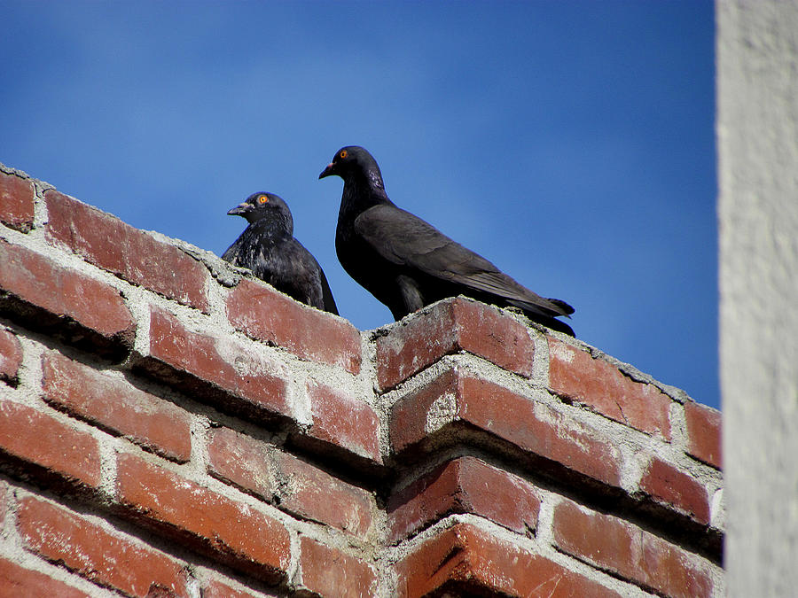 Pigeons on Bricks Photograph by Helaine Cummins