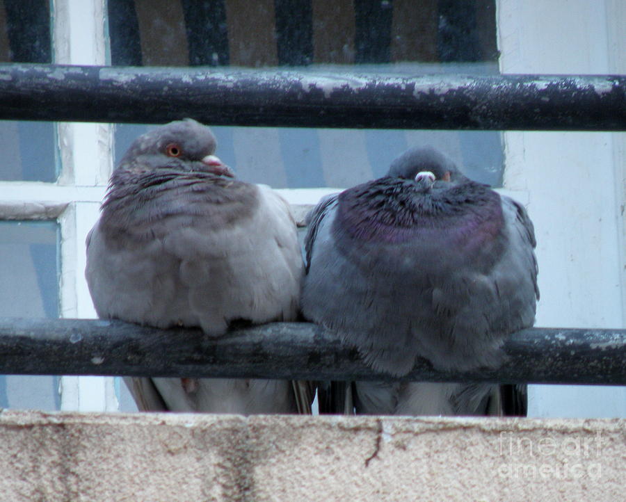 Pigeons Perching Photograph by Lainie Wrightson Fine Art America