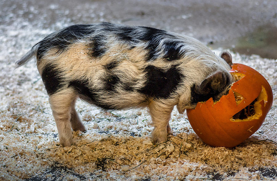 Pigging Out Photograph by Greg Nyquist - Fine Art America