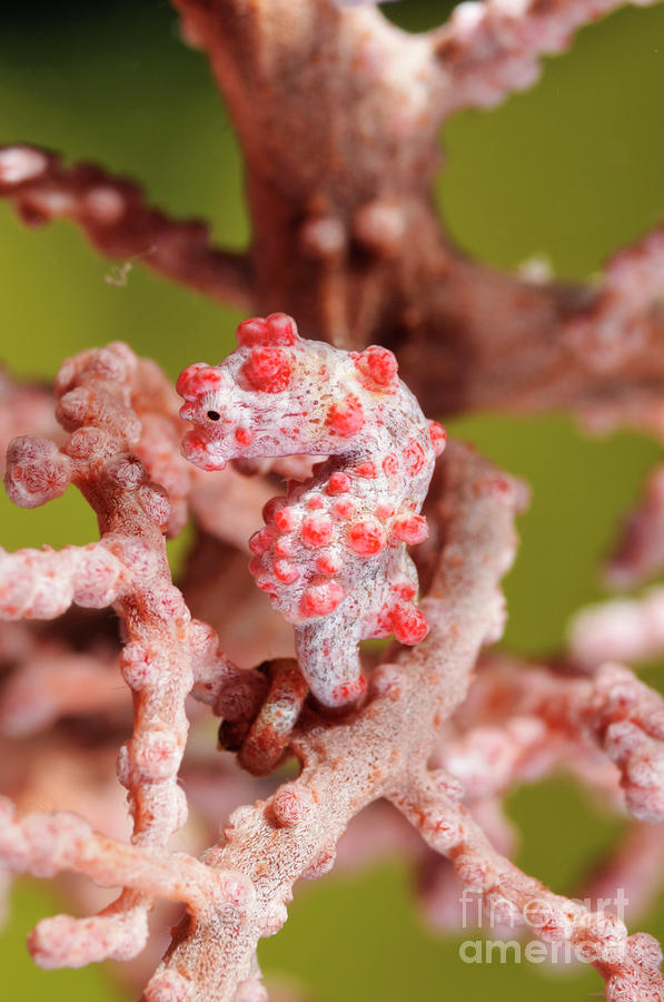 Pigmee seahorse on a soft coral Photograph by Sami Sarkis