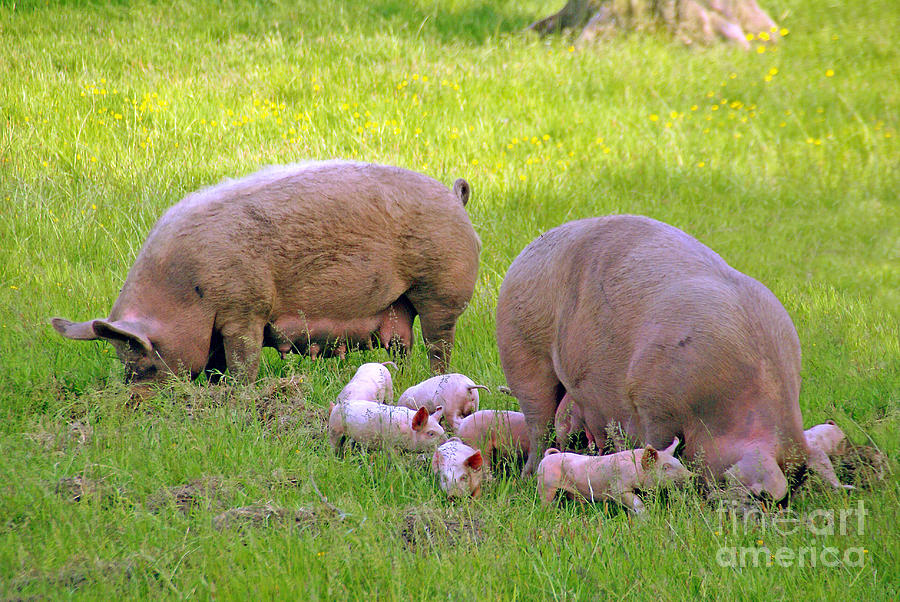 Pigs in a field Photograph by Rod Jones